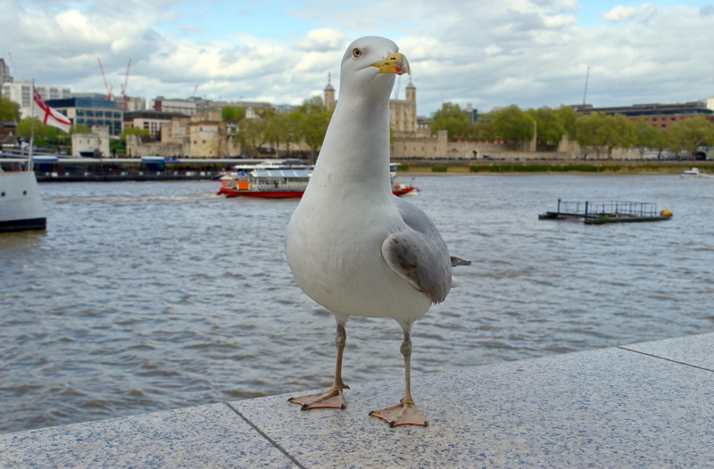 10 - A herring gull, standing on a stone ledge near a river resembling the River Thames in London with the Tower of London in the background
